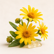 Arnica Extract