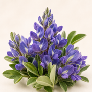 Wilde indigo