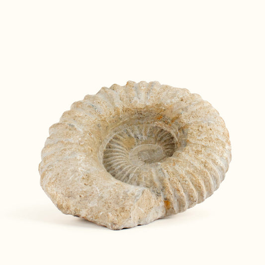 ANASCRYSTALCARE Decor Ammonite Fossil