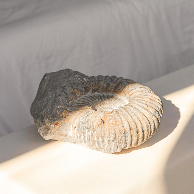 ANASCRYSTALCARE Decor Ammonite Fossil